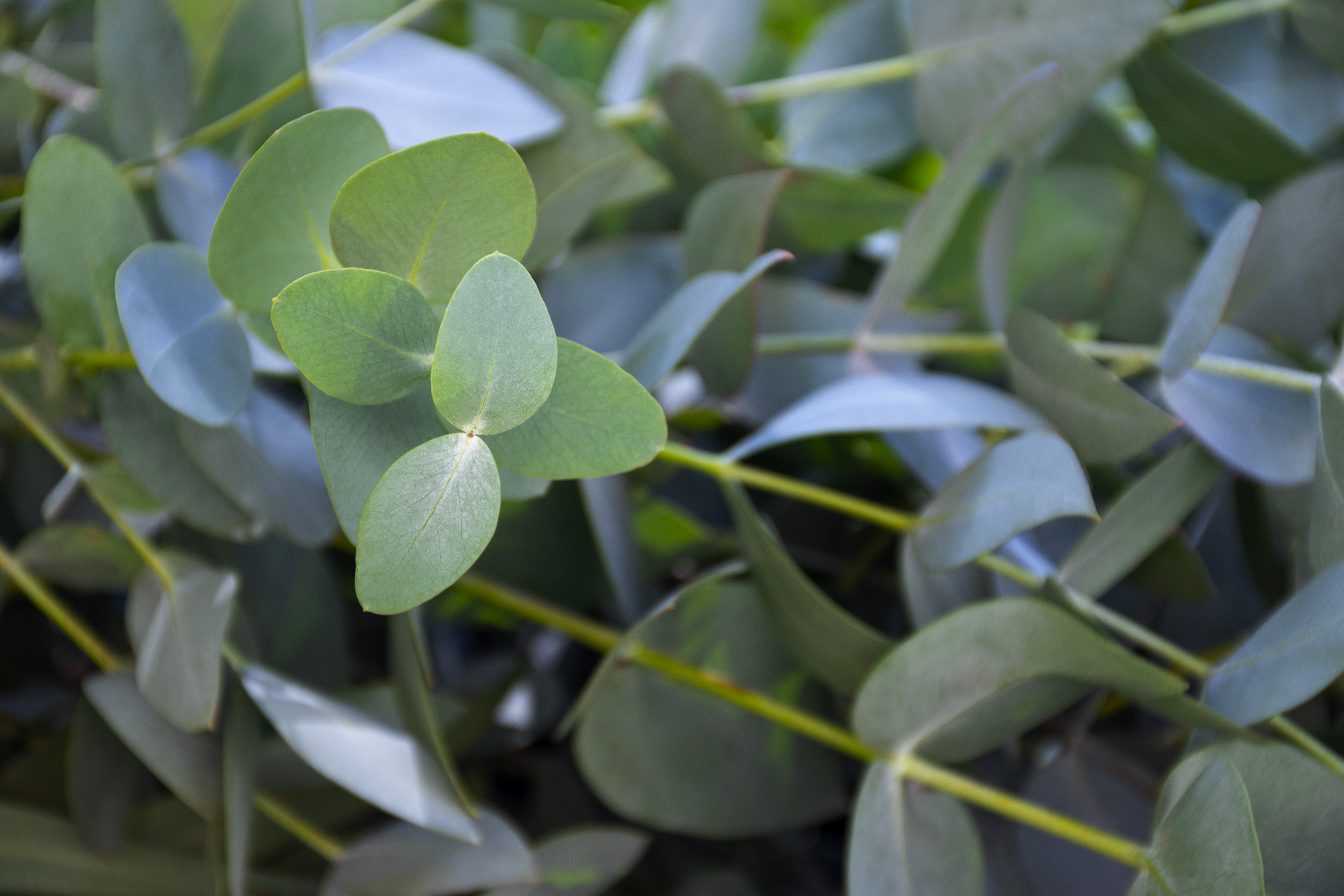 Eucalyptus Globulus Oil